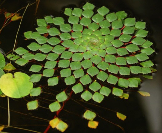 Leaves arranged in a circular pattern